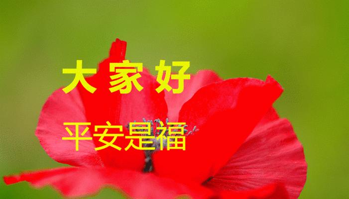 以百合花为主题的花语——祝福平安（花开花落）