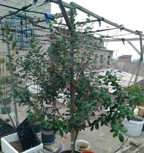 菲油果种植的环境适宜条件（从土壤、气候到海拔高度）