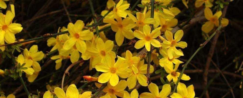 祝福平平安安——以白菊花的花语为主题的文章（花开寄平安）