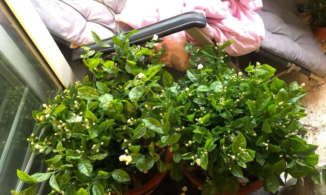 废茶水也有用处，原来还能这样浇花（废茶水的妙用）