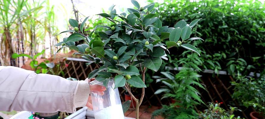 废茶叶水的妙用（废茶叶水可以浇花吗）