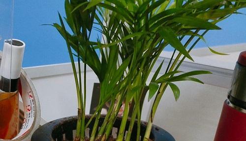 废旧棕垫，打造优质花土的环保材料（废旧棕垫回收利用）