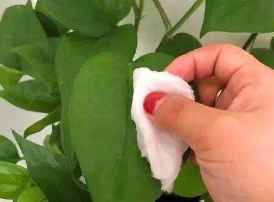 废食用油浇花（为什么废食用油不适合浇花）