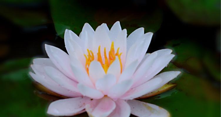 奇迹之花（超越生命力的向日葵之美）