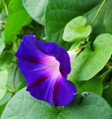 牵挂之花（牵挂与思念的象征——情人草花语）