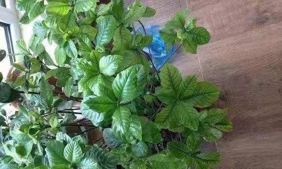 废油可以成为肥料吗（从环保和农业角度探讨废油再利用的可行性）