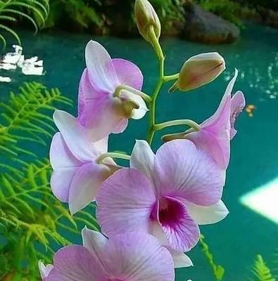 亲情花语——以百合为主题的思念之花（百合的花语与家庭关爱不可分割）