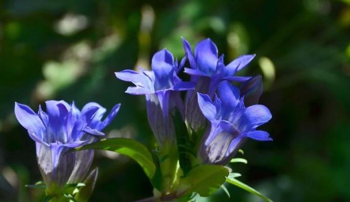 青春活力花语——以百合花为主题的花语解读（百合花语的深刻寓意与生动表达）