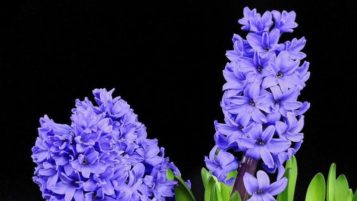 青春活力花语——以百合花为主题的花语解读（百合花语的深刻寓意与生动表达）