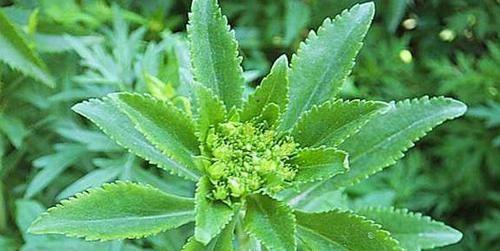 费菜种植全攻略（一步步教你如何种植费菜）