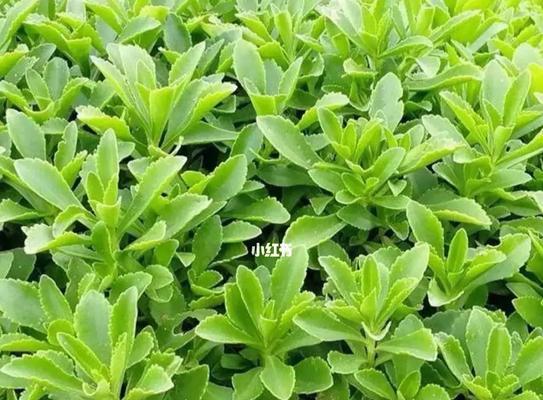 费菜开花的奇妙过程（费菜开花的形态与特征）