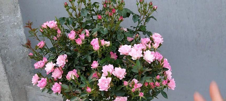 芬芳宝石月季——优缺点及特性分析（解密芬芳宝石月季的优点和缺点）