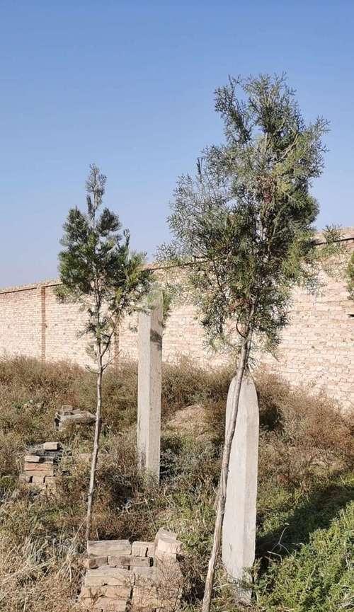 坟地种树指南（适合种什么树）