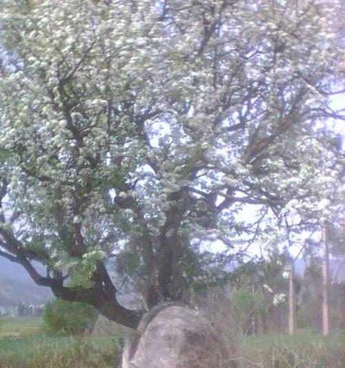 坟地种树指南（适合种什么树）