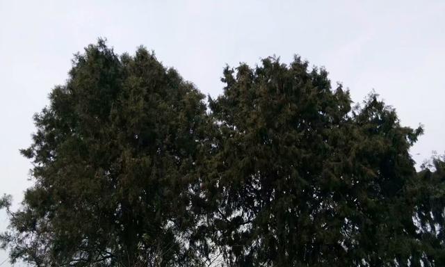 坟地种树指南（适合种什么树）