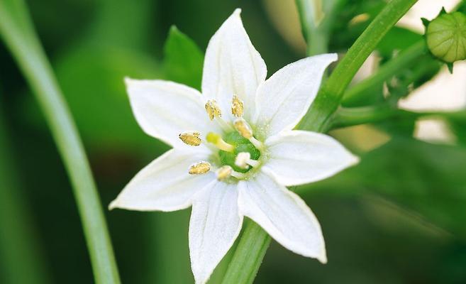 深情之花——玫瑰的花语（传递情感）