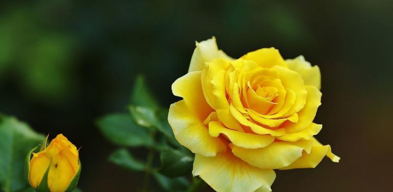 深情之花——玫瑰的花语（传递情感）