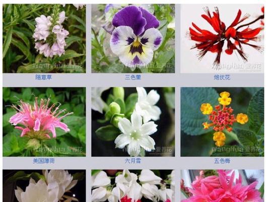 粉达爬藤月季的优缺点（探讨粉达爬藤月季适合种植的原因与不足）