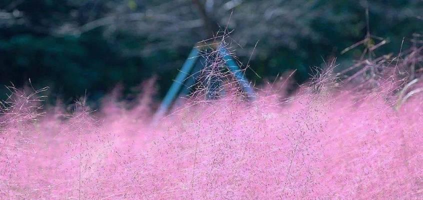 粉黛的花期及生长习性（探究粉黛的开花时间和所需的生长条件）