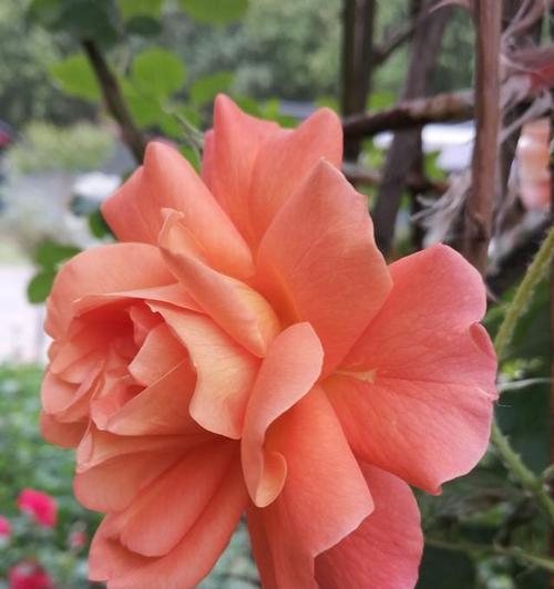 释怀花语（摆脱困扰）