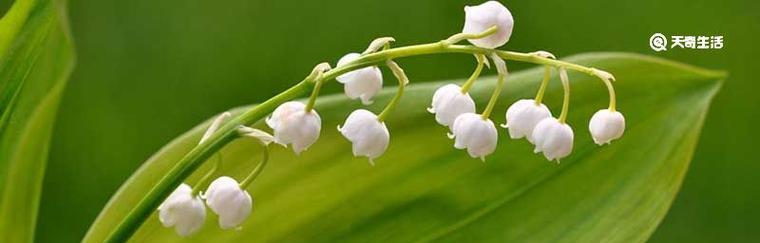 释怀花语（摆脱困扰）