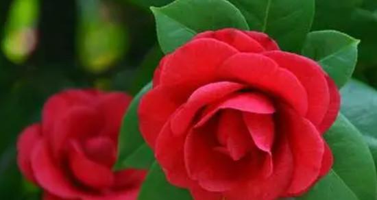 用百合花的花语诠释守护的爱（揭秘百合花语的深意）