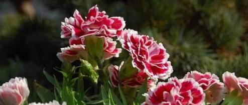 以百合花的花语为主题的文章（花开如意）