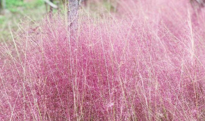 粉黛——美丽草本植物的代表（了解粉黛的起源）