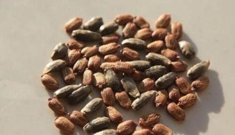 粉豆花种子的最佳种植时间（掌握种植时间）