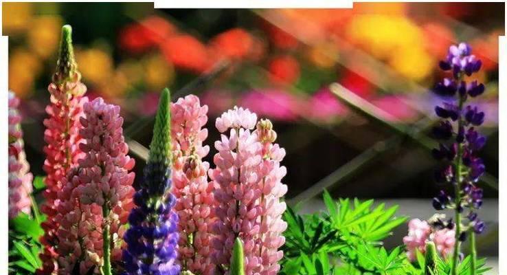 贪婪的花语（探究贪婪的象征意义——牡丹花的花语解析）