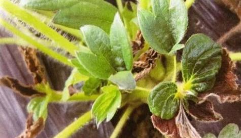 粉蕉黄叶病的预防与治疗（探究粉蕉黄叶病的成因及有效治疗方法）