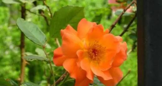 痛苦之花，寻找勇气与希望（揭示痛苦的花语）