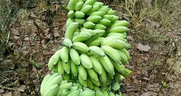 粉蕉有籽吗（探究粉蕉果实中的籽是否可食用）