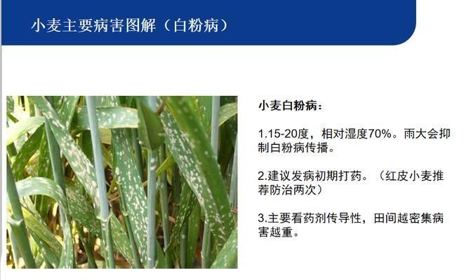 粉龙叶子卷曲原因与处理方法（避免粉龙叶子卷曲）