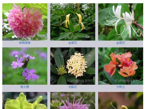 探秘粉龙的花期和开花次数（一年开几次花）