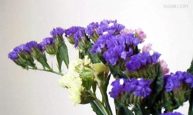 忘记我——以罂粟花的花语为主题的文章（唤起记忆的美丽花朵——罂粟花的花语）