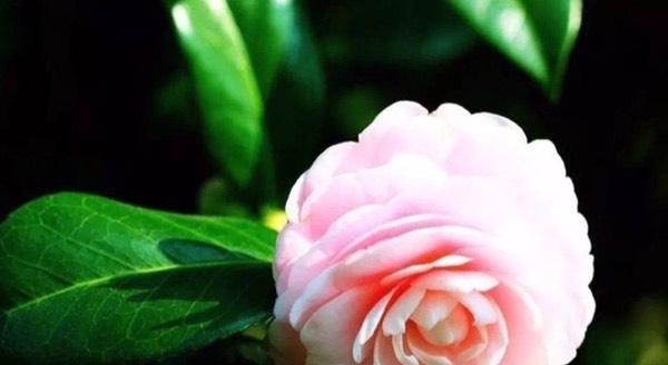 忘了我，悔恨无尽（以百合花为主题的花语）