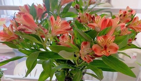 以玫瑰花的花语为主题的文章（我喜欢你-花语解读玫瑰花）