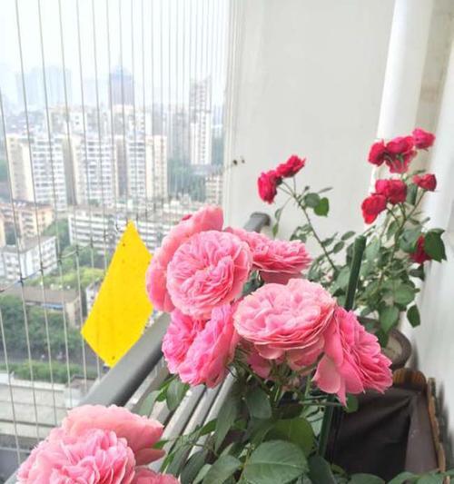粉色达芬奇的花期特点（了解粉色达芬奇一年开几次花）