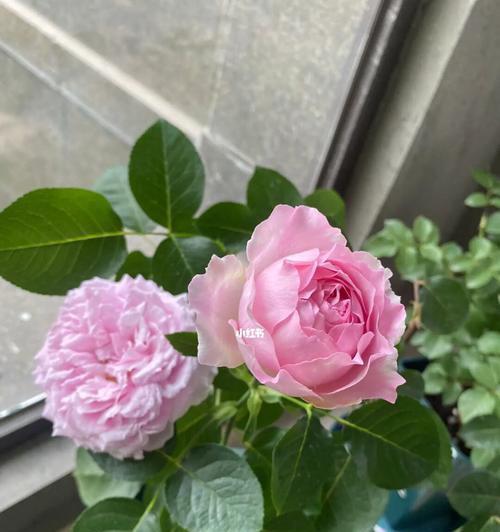粉色达芬奇的花期特点（了解粉色达芬奇一年开几次花）