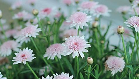 思念之花（玫瑰花语传递思念之情）