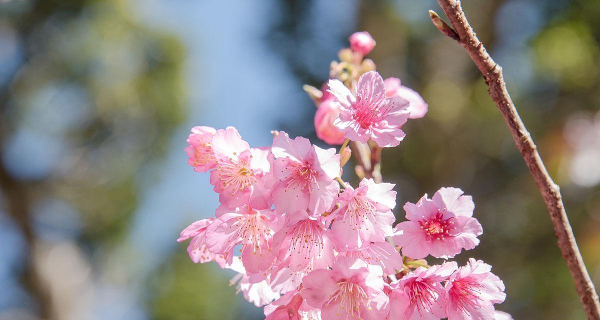 探寻粉色世界——粉色树的妙趣（从花海到童话）