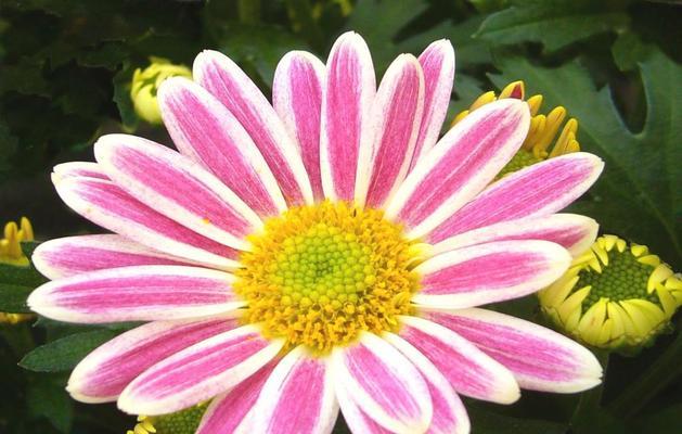 揭秘粉色菊花的花语（探讨粉色菊花所代表的寓意与象征）