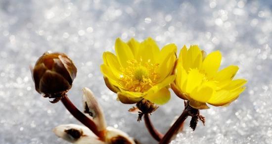 以玫瑰花的花语为主题的文章（表达喜欢的玫瑰花语）