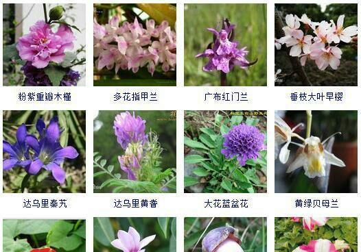 盛开在春天的粉掌（一朵美丽的花开遍大地）