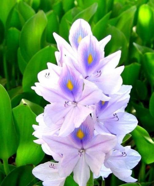 一见钟情的花语之玫瑰（玫瑰花的浪漫花语与爱情故事）
