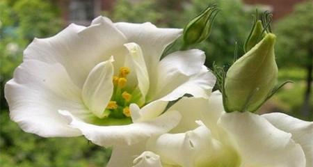 一见钟情的花语之玫瑰（玫瑰花的浪漫花语与爱情故事）