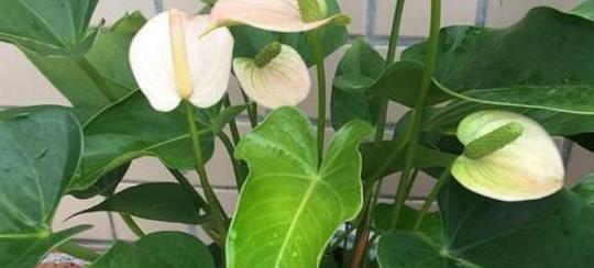 粉掌的浇水方法（了解它的生长习性）