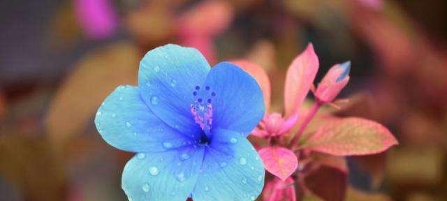 永恒的守护——百合花语（以百合花为主题）