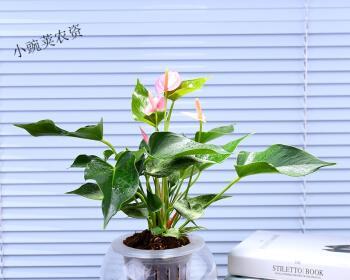 粉掌的水养方法大揭秘（了解这些）